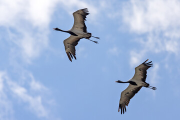 two cranes flying in blue sky
