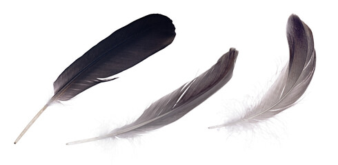 three large dark gray isolated feathers