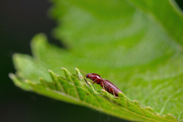 click beetle inhabit the leaves of wild plants