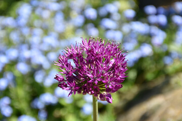 Pretty Blooming Purple Allium Flower Blossom in a Garden