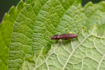 click beetle inhabit the leaves of wild plants