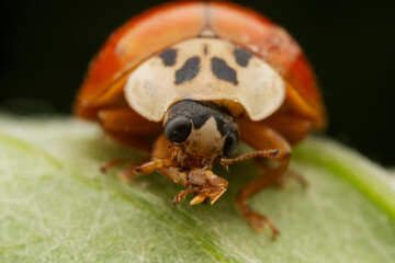 Harmonia axyridis inhabit the leaves of wild plants