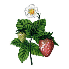 Fresh and juicy strawberries isolated on white background, hand drawn watercolor strawberry illustration. Watercolor berries illustration for background, pattern, postcard, greeting, logo, menu