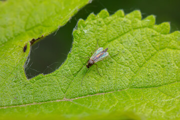 Chironomid mosquito inhabit the leaves of wild plants