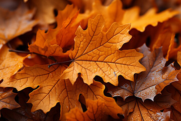 Naklejka na ściany i meble maple autumn leaves on the ground closeup, banner, background