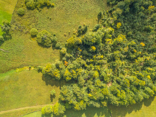 Green Bushes on the Edge of the Pasture. Flat Lay Aerial View