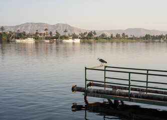Landscape view across nile river to luxor west bank