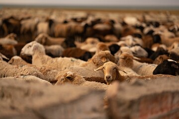 Expansive herd of sheep grazing on a dry and barren field