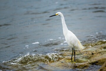 Snowy Egret fishing from shoreline