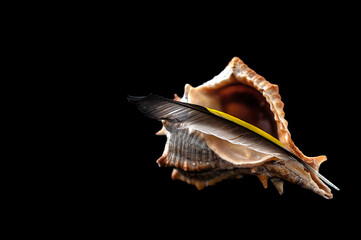 yellow goldfinch feather standing on seashell