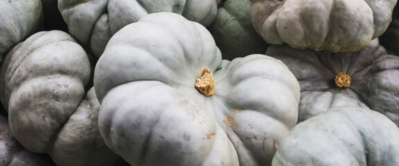 Background with gray big pumpkins. Top view, flat lay. Banner