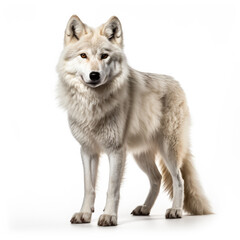 Fototapeta premium Winter arctic wolf isolated on white background 