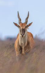 Common Eland Bull, Kruger National Park 