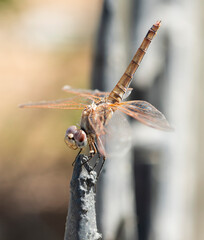 Closeup detail of wandering glider dragonfly on metal post