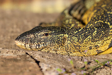 Nile Monitor Lizard, Kruger National Park
