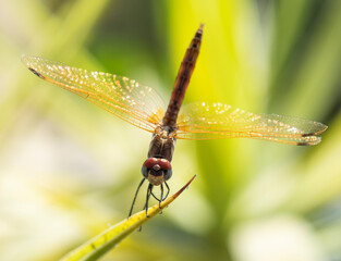 Closeup detail of wandering glider dragonfly on leaf frond