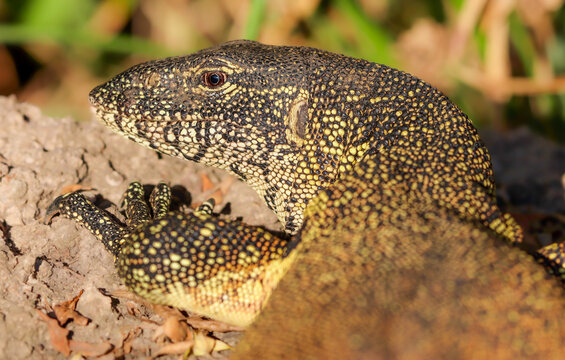 Nile Monitor Lizard, Kruger National Park