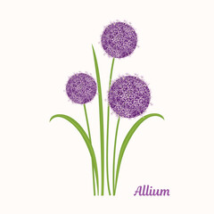 Allium flower illustration. - obrazy, fototapety, plakaty