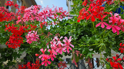 Beautiful bright flowers of Pelargonium inquinans as a decoration on the city street