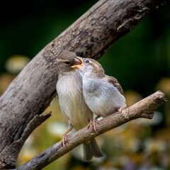 Closeup of two willow sparrows (Passer hispaniolensis) perched on a tree branch