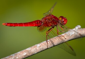 Red-veined darter dragonfly perching on wood