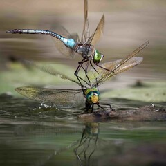View of Dragonfly mating on water
