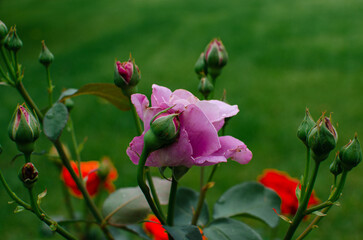 Obraz premium Pink roses on bush in the garden