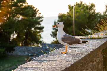 Portrait of a seagull standing on a wall and posing at sunset in Croatia