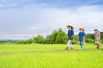 group of farmer walking on the rice field dike, carry seedlings of rice to plant,asian rice farmers planting on the organic paddy rice farmland
