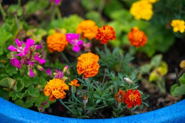 Blue ceramic planter is filled with colorful plants for a cheerful display