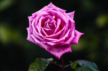 Vibrant, pink rose in full bloom on a lush, green stem