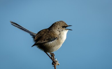 Wren bird perched atop a twig against a bright blue sky.