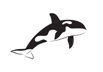Orca or killer whale vector isolated on white. Orcinus orca. 