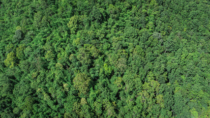 Topview green forest on the world. Ecosystem ecology healthy environment. Natural background.