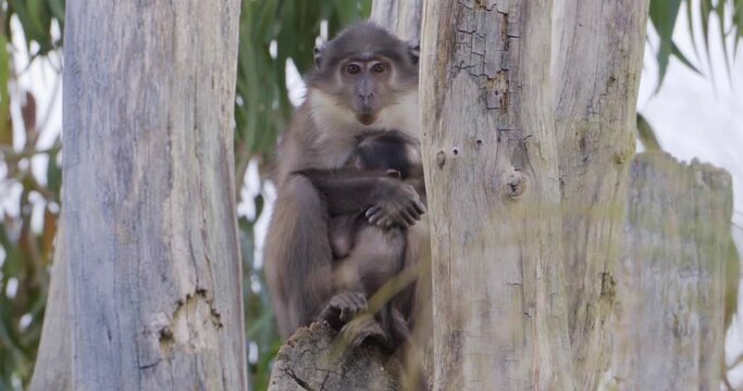 Close-up view of a Guenon with its baby on a tree