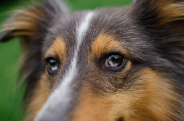 Beautiful dog sheltie shetland sheepdog with blue and brown heterochromia eyes