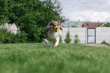 Cute tricolor dog sheltie is playing with toy ball in the garden on green grass. Happy playful...