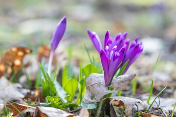 Beautiful purple crocuses in the field