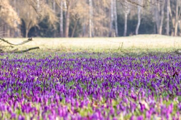 Obraz premium Beautiful purple crocuses in the field