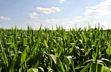 Fototapeta premium green field