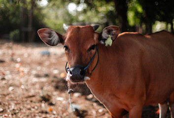 Close-up portrait of a brown cow
