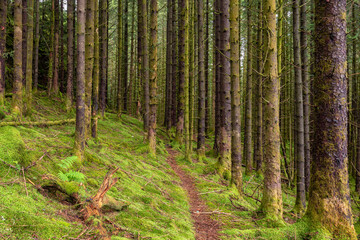Fototapeta premium A Trail in a Green Mossy Pine Forest