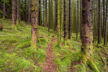 A Trail in a Green Mossy Pine Forest