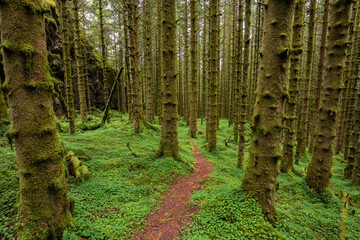 A Trail in a Green Mossy Pine Forest