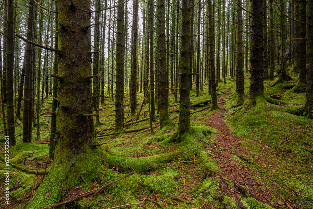 Wall mural a trail in a green mossy pine forest