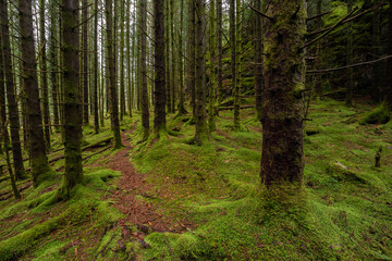 A Trail in a Green Mossy Pine Forest