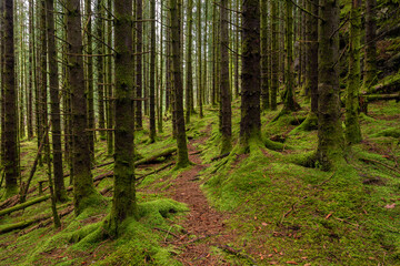 A Trail in a Green Mossy Pine Forest