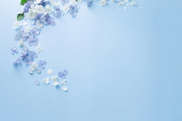 blue and white  hydrangea flowers on blue background