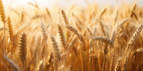 Close up of wheat ears, field of wheat in a summer day. Background of ripening ears of wheat field. Rich harvest Concept, generative ai