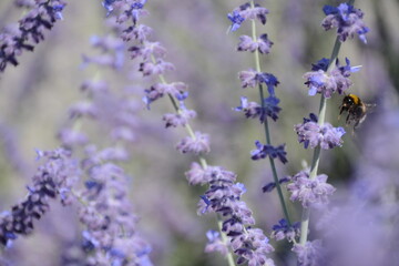Fototapeta premium Large blue flowers of ornamental perovskia atriplicifolia (perovskia pamirica, salvia yangii)